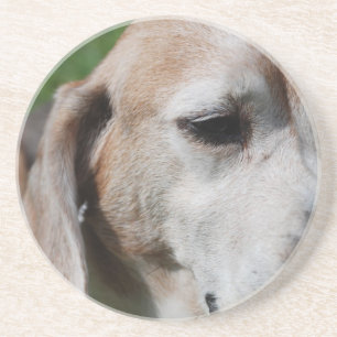 Beagle Getränkeuntersetzer