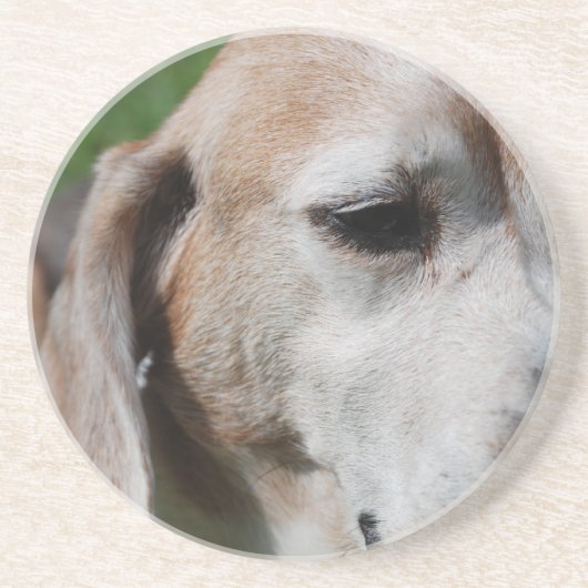 Beagle Getränkeuntersetzer (Vorne)