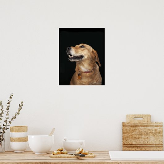 Beagle Golden Lab Mix looking to the side Poster (Küche)