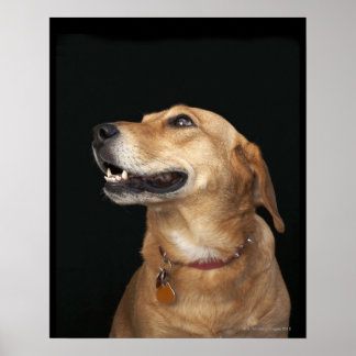 Beagle Golden Lab Mix looking to the side Poster