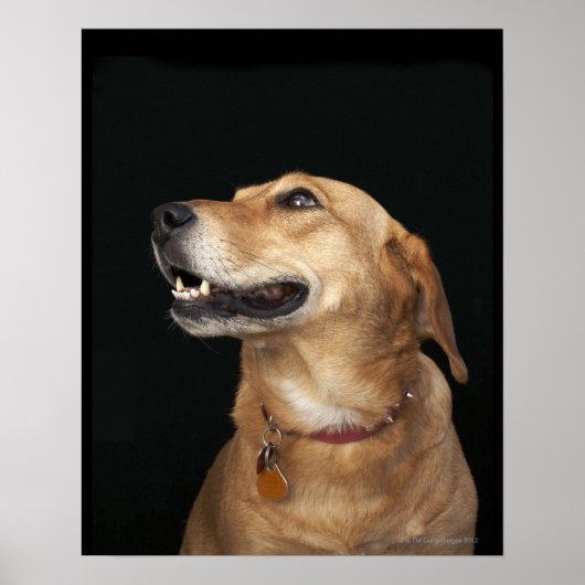 Beagle Golden Lab Mix looking to the side Poster (Vorne)
