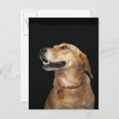 Beagle Golden Lab Mix looking to the side Postkarte (Vorne/Hinten)