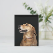 Beagle Golden Lab Mix looking to the side Postkarte (Stehend Vorderseite)