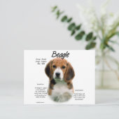 Beagle History; alles über Beagle Postkarte (Stehend Vorderseite)
