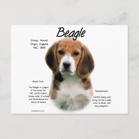 Beagle History; alles über Beagle Postkarte (Vorderseite)