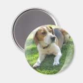 Beagle Hound Dog Round Magnet (Vorderseite/Rückseite)