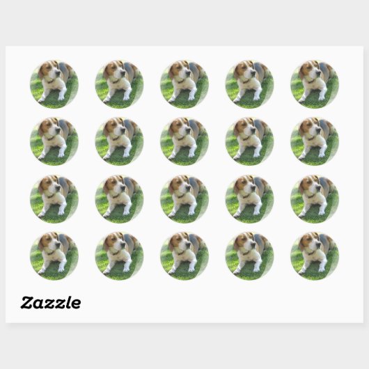 Beagle Hound Hund Sticker (Blatt)