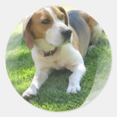 Beagle Hound Hund Sticker (Vorderseite)