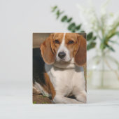 Beagle Hound Postkarte (Stehend Vorderseite)