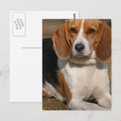 Beagle Hound Postkarte (Vorne/Hinten)