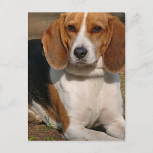 Beagle Hound Postkarte