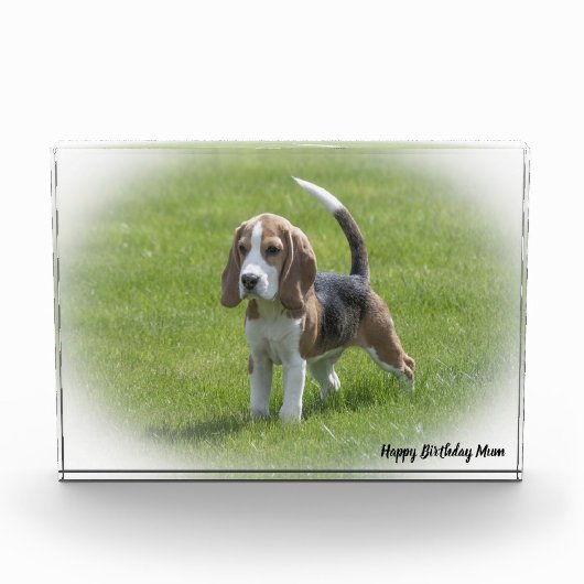 Beagle Hund. Fotoblock (Vorderseite)