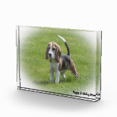 Beagle Hund. Fotoblock (Rechts)