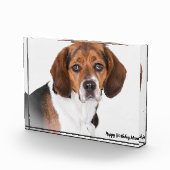 Beagle Hund. Fotoblock (Rechts)