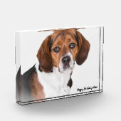 Beagle Hund. Fotoblock (Links)