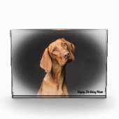Beagle Hund. Fotoblock (Vorderseite)
