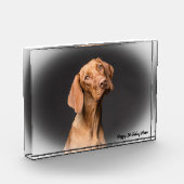 Beagle Hund. Fotoblock (Links)