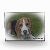 Beagle Hund. Fotoblock (Vorderseite)