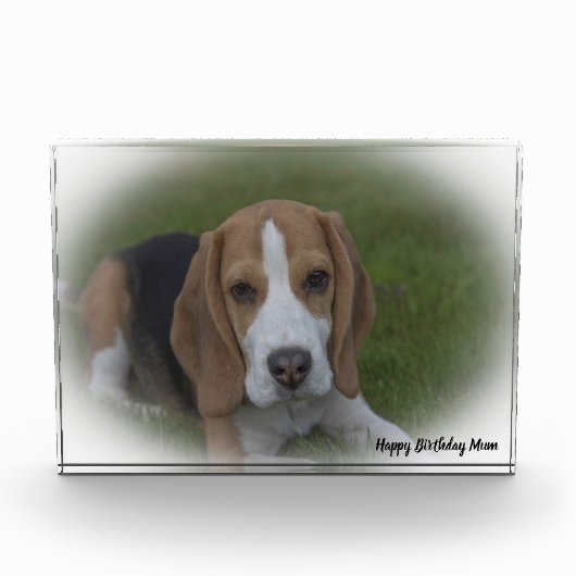Beagle Hund. Fotoblock (Vorderseite)