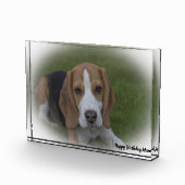 Beagle Hund. Fotoblock (Rechts)