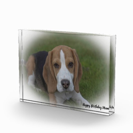Beagle Hund. Fotoblock (Rechts)