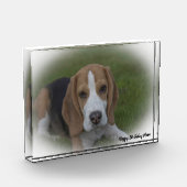 Beagle Hund. Fotoblock (Links)