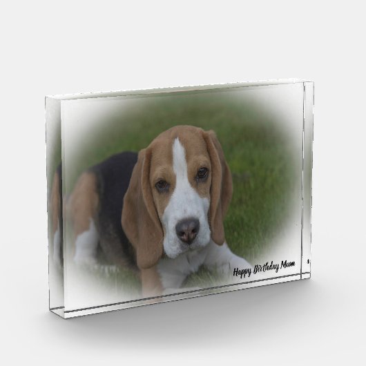 Beagle Hund. Fotoblock (Links)