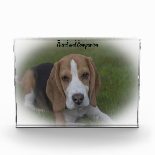 Beagle Hund Fotoblock (Vorderseite)