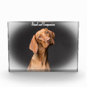 Beagle Hund Fotoblock