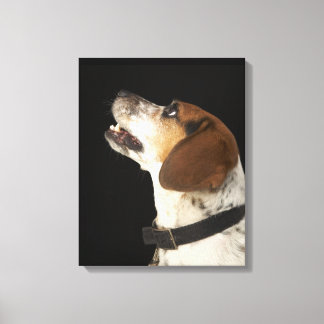 Beagle Hund mit schwarzem Kragenprofil Leinwanddruck
