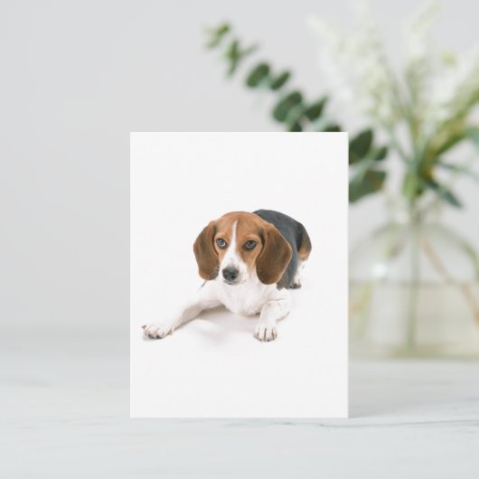 Beagle Hund Postkarte (Stehend Vorderseite)