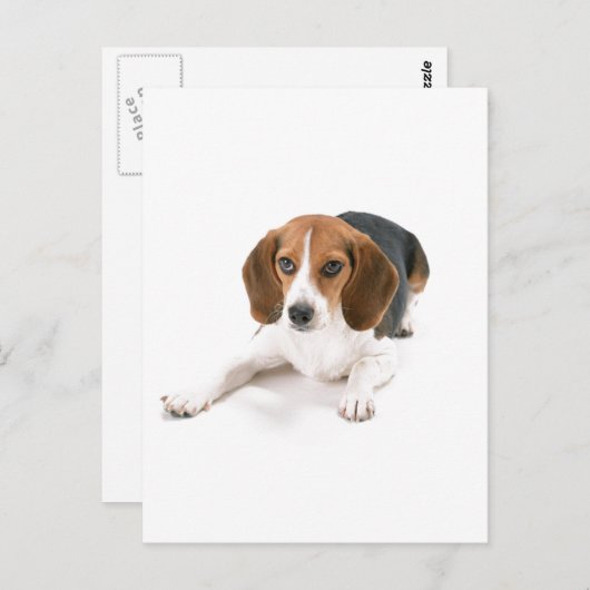 Beagle Hund Postkarte (Vorne/Hinten)