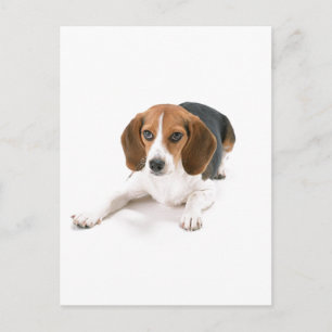 Beagle Hund Postkarte
