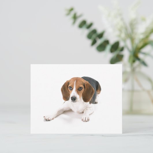 Beagle Hund Postkarte (Stehend Vorderseite)