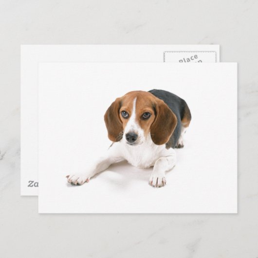 Beagle Hund Postkarte (Vorne/Hinten)