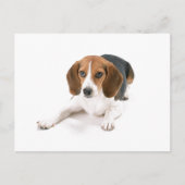 Beagle Hund Postkarte (Vorderseite)
