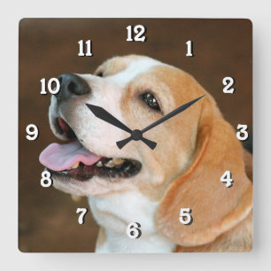 Beagle-Hund Quadratische Wanduhr
