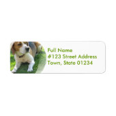 Beagle-Hund-Rückgabeadresse-Etikett (Vorne)