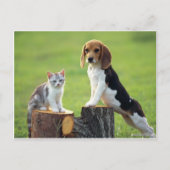 Beagle Hund und graue Tabby Kitten Postkarte (Vorderseite)