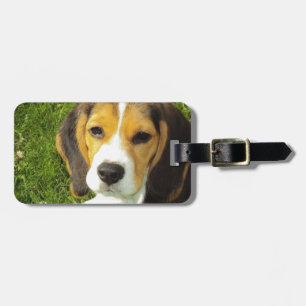 Beagle Hunde Haustiere Liebe Frieden Gepäckanhänger