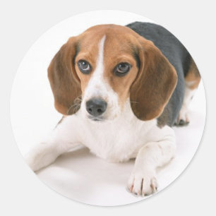 Beagle-Hundeaufkleber Runder Aufkleber