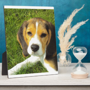 Beagle-Hundehaustier-Tier-FriedensLiebe Fotoplatte