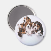 Beagle im Eimer Magnet (Vorderseite/Rückseite)