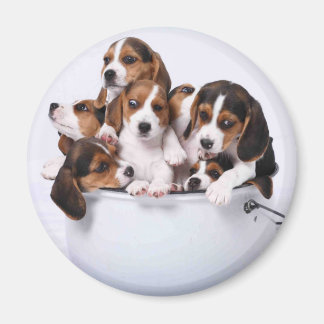 Beagle im Eimer Magnet