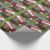 Beagle in der Weihnachtsmannmütze u. in der Geschenkpapier (Ecke)