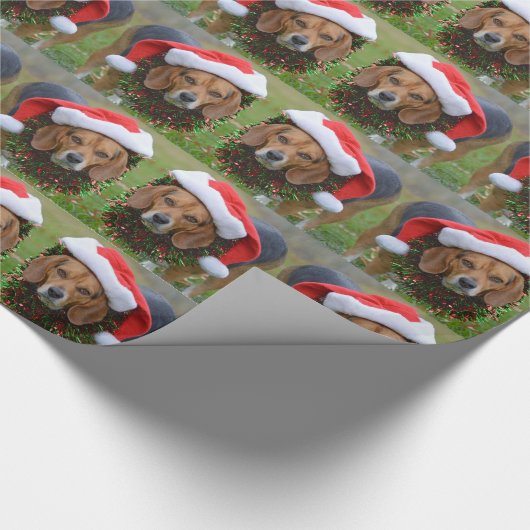 Beagle in der Weihnachtsmannmütze u. in der Geschenkpapier (Ecke)