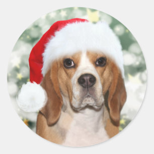 Beagle in der Weihnachtsmannmütze zu Weihnachten Runder Aufkleber