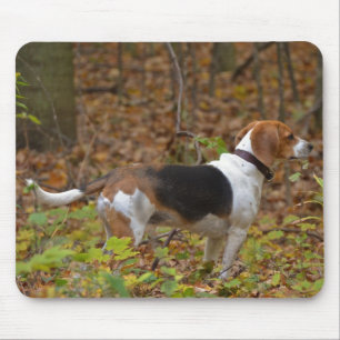 Beagle in Holz Mousepad