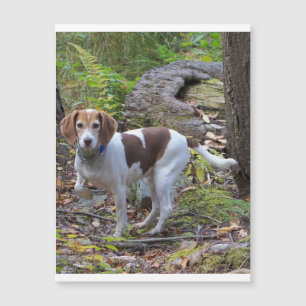 Beagle in Wäldern.png Magnetkarte