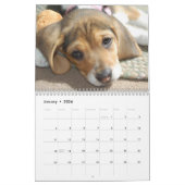Beagle-Kalender Kalender (Jan 2026)